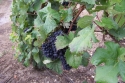Champagne Alain NAVARRE - Les vendanges 2005 en images Champagne Alain NAVARRE - Les vendanges 2005 en images