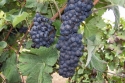 Champagne Alain NAVARRE - Les vendanges 2005 en images Champagne Alain NAVARRE - Les vendanges 2005 en images