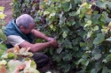 Champagne Alain NAVARRE - Les vendanges 2005 en images Champagne Alain NAVARRE - Les vendanges 2005 en images