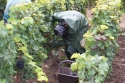 Champagne Alain NAVARRE - Les vendanges 2005 en images Champagne Alain NAVARRE - Les vendanges 2005 en images