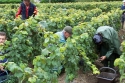 Champagne Alain NAVARRE - Les vendanges 2005 en images Champagne Alain NAVARRE - Les vendanges 2005 en images