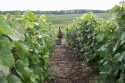 Champagne Alain NAVARRE - Les vendanges 2005 en images Champagne Alain NAVARRE - Les vendanges 2005 en images