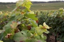 Champagne Alain NAVARRE - Les vendanges 2005 en images Champagne Alain NAVARRE - Les vendanges 2005 en images