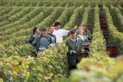 Champagne Alain NAVARRE - Vendange en Champagne