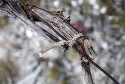 Champagne Alain NAVARRE - Le liage