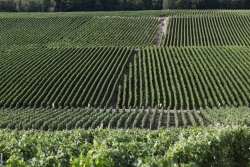 Champagne Alain NAVARRE - Vignoble en été