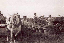 Champagne Alain NAVARRE - Au pied des vignes 1950